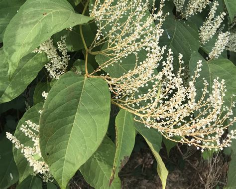 Woody Knotweeds (Polygonum species) - Tualatin SWCD