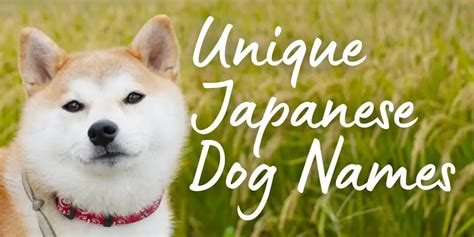 48 Cute Japanese Dog Names with Meanings