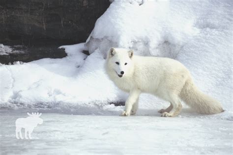 10 Animals That Live In The Snow — Forest Wildlife