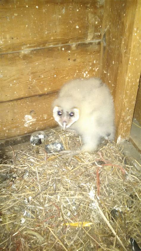 Baby Barn Owls Everywhere! - Badger RunBadger Run