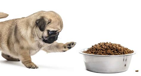 Feeding A Pug Puppy - Our Complete Guide