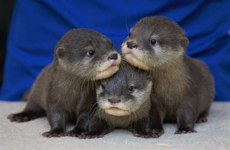 Help Fort Fisher aquarium name its newest otter pups | Coastal Review