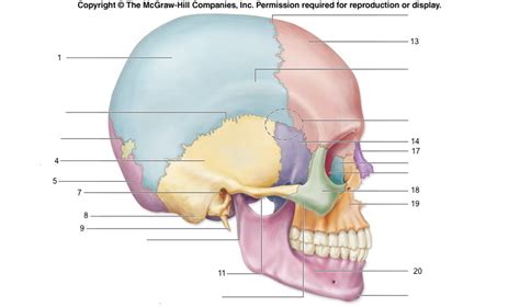 EMT Chapter 6: Anatomy and Physiology with diagrams Diagram | Quizlet