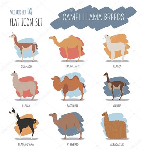 Camel, llama, guanaco, alpaca breeds icon set. Animal farming — Stock ...