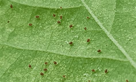 Red Spider Mites On Plants