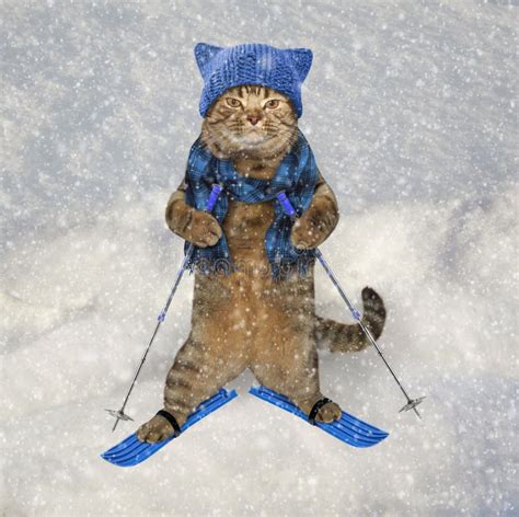 Cat with skis. stock photo. Image of animal, landscape - 55046966