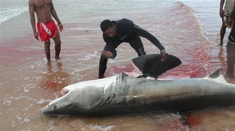 Petition · End Shark Finning - Ethiopia · Change.org