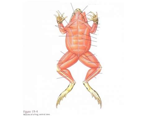 Frog muscles - front legs Diagram | Quizlet