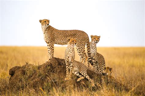 Africa's Big 5 Safari Animals and Where to See Them (Plus Other Iconic ...