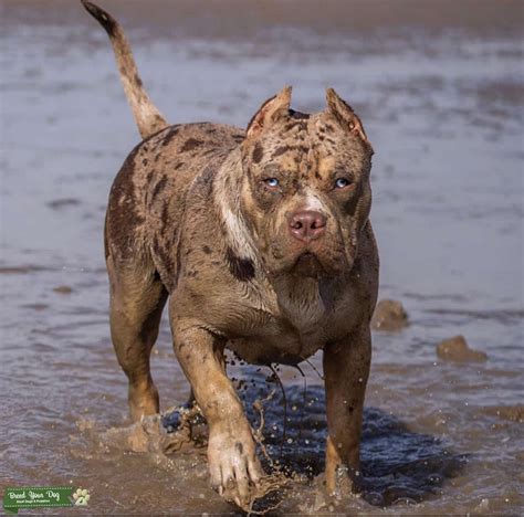 XL Bully - Stud Dog in Merseyside, the United States | Breed Your Dog