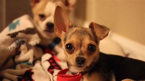 Teacup Chihuahua Pictures - AZ Animals