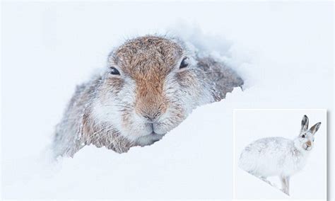 Pictures show rare mountain hares hunched against the freezing weather ...