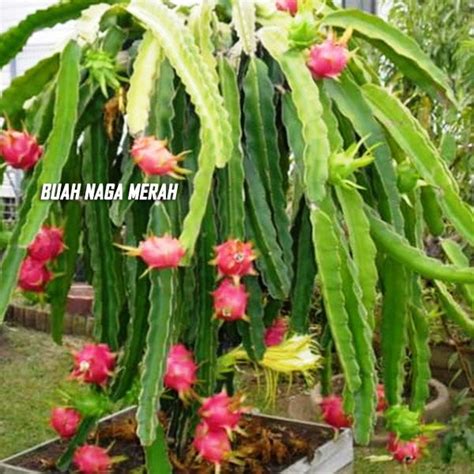 Jual Bibit Buah Naga Merah asal Stek | Agro Bibit ID