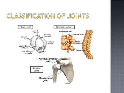 Classification of Joints - Online Biology Notes