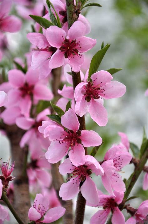 A Peach Blossoms on a Tree Branch Stock Image - Image of peach, macro ...