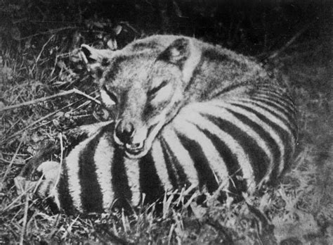 Thylacine: Rare photos of the last Tasmanian tiger, 1910-1933 - Rare ...