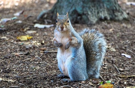 Gray Squirrel | Animals Happen Wildlife Control