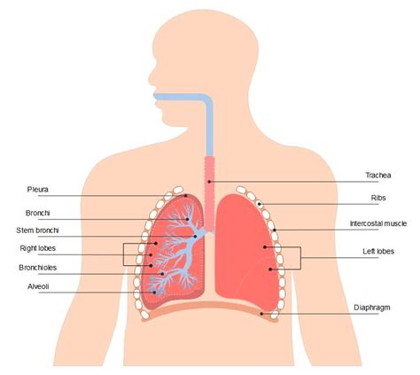 Lungs And Diaphragm Diagram