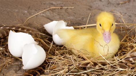 Hatching Duck Eggs: Complete 28 Day Incubation Guide, 43% OFF