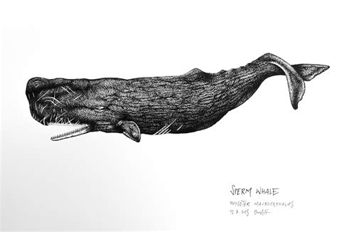 Sperm Whale Drawing at PaintingValley.com | Explore collection of Sperm ...