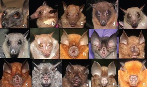 Africa’s oldest forest yields ten bat species new to Nigeria ...