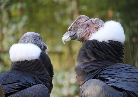 Andean Condor Facts, Range, Habitat, Adaptations, Pictures