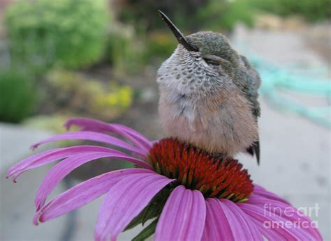 Cute Baby Hummingbirds