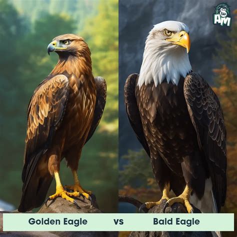 Golden Eagle vs Bald Eagle: See Who Wins | Animal Matchup