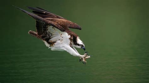 Osprey Facts And Information Trees For Life