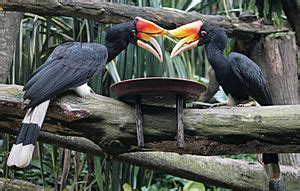 Rhinoceros hornbill Facts for Kids