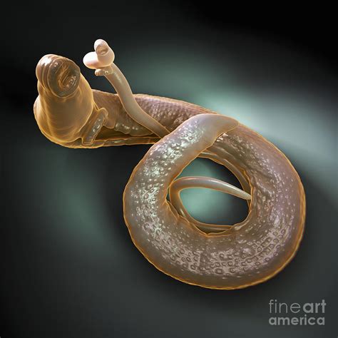 Parasitic Worm Schistosoma Photograph by Science Picture Co