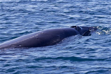 Pygmy-Right-Whale-encounter-inshore-in-Southern-Tasmania | Wild Ocean ...