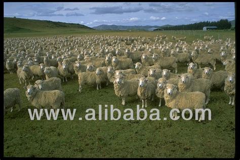 NEW ZEALAND LAMB,New Zealand price supplier - 21food