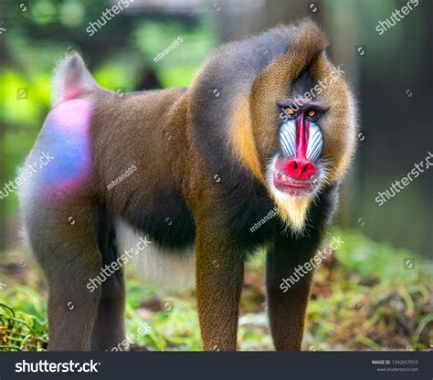 38,644 Baboon Images, Stock Photos & Vectors | Shutterstock