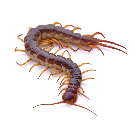 30 HD Can U Die From A Centipede Bite - insectza