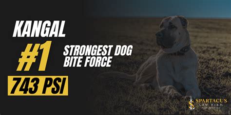 Kangal Bite Force | How Strong Is A Kangal Bite?