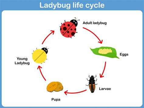 Ladybug Life Cycle - KidsPressMagazine.com