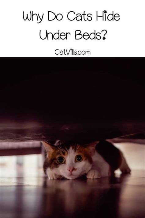 Cat Hiding Under Bed: 6 Reasons Why And How to Stop Them