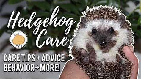 Hedgehog Owner Care Tips! | Pet Hedgehog Care Guide – Pet News Live