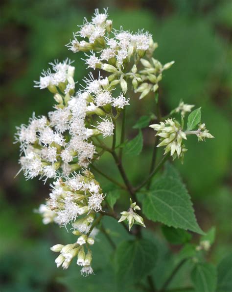 White snakeroot | Identify that Plant