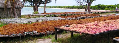 Farming seaweed without harming the forest… - Blue Ventures - Beyond ...