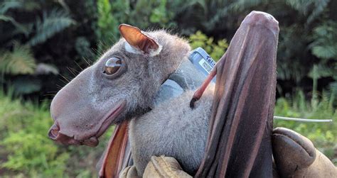 Largҽst Bat in Africa Looks Likҽ a Monstrous Gargoylҽ from a Mҽdiҽval ...