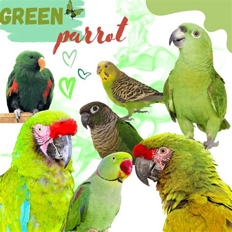 Small Green Parrot Species