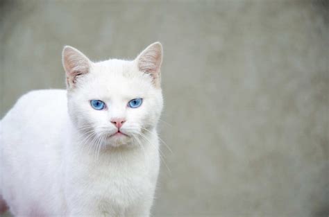 tanto deberes Imperio gato blanco ojos azules Prehistórico Restricción Atar