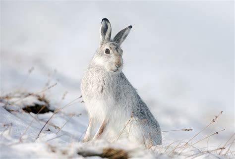 Mountain Hares Photography - Pete Walkden Photography