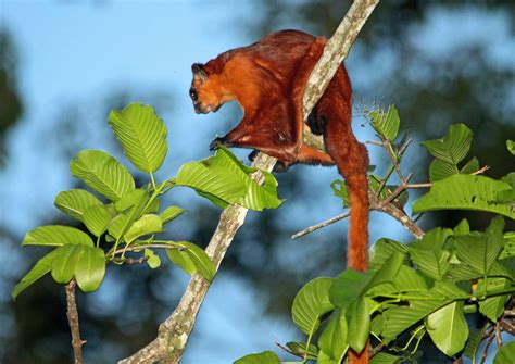 Six cool squirrel species … because it's Squirrel Appreciation Day ...