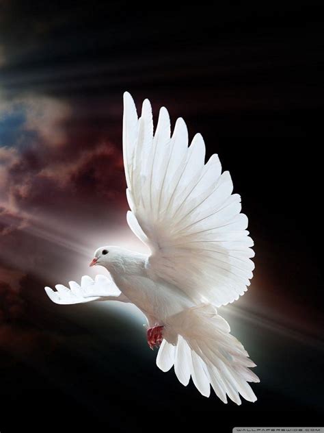 Dove Wallpapers - Top Free Dove Backgrounds - WallpaperAccess