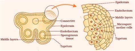 describe the structure of microsporangium and megasporangium. - Brainly.in