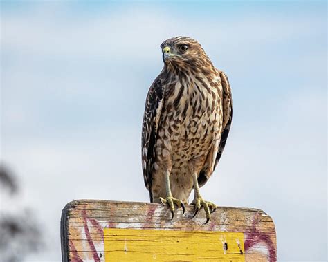 A Red-tailed Hawk Juvenile 09/18 Photograph by Bruce Frye - Pixels