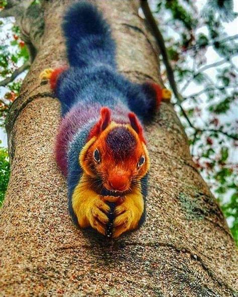 The Indian giant squirrel or Malabar giant squirrel is a large tree ...